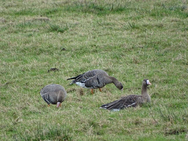 将是他面临 将是他面临
